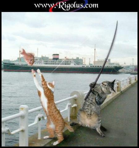 ma premiere passion parmi les animaux les chats